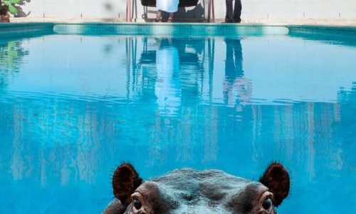 Sparks Hippopotamus