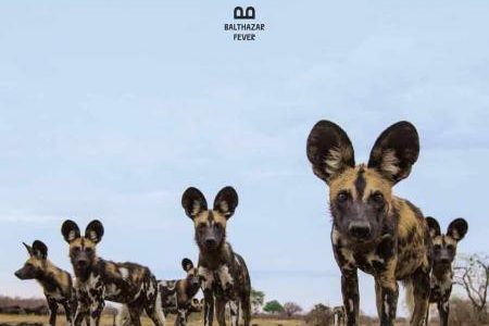 best of albums indie pop 2019